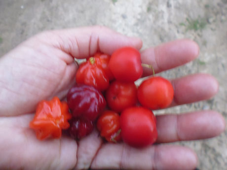 A Nutri em Casa para você se Alimentar de forma Saudável