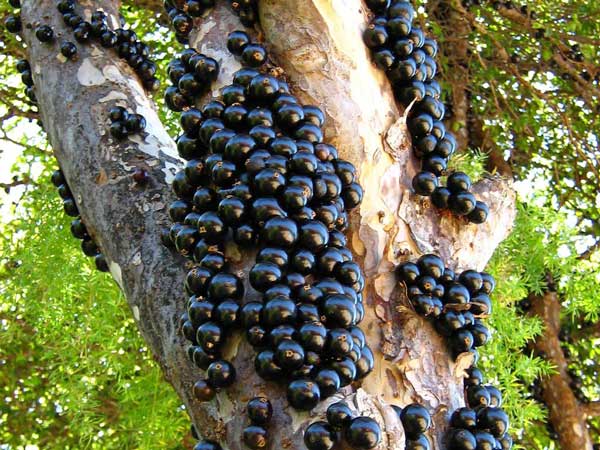 Jabuticaba - aproveitamento integral no programa Alimentação Saudável na Mokiti Okada TV