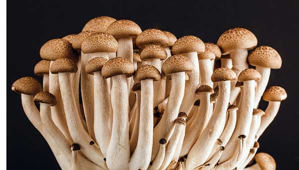 Cogumelos frescos e saborosos: preparo