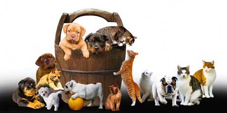 Coordenação de Vigilância em Saúde - COVISA