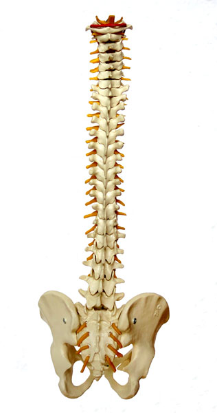 Museu de Anatomia Humana