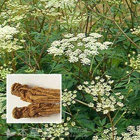 chá medicinal engelicae