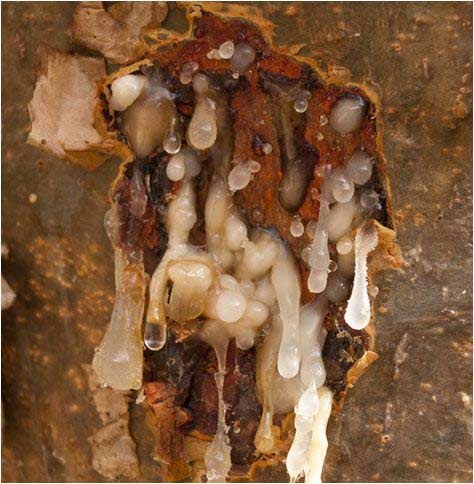 Aromaterapia - Resina Olibanum