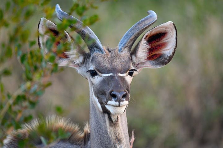 Lua na Savana Africana