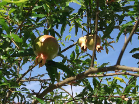 fruta romã