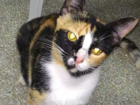 Vacina contra Raiva para Gatos