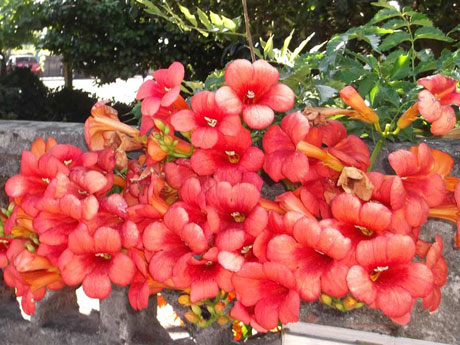 Jardins Floridos em Joinville