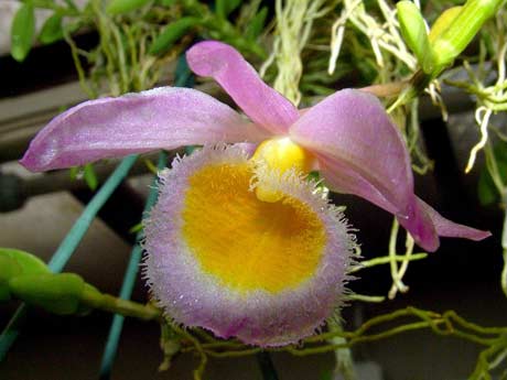 Orquídea Sapatinho