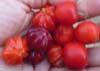 Frutas no campo