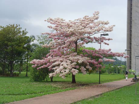 Palestra e Vivência: O jardim sensorial ... texturas, sons, cores, sabores e aromas, Escola de Jardinagem