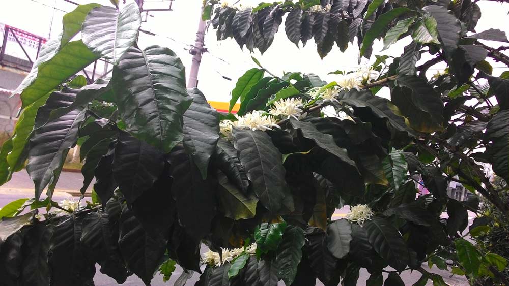 Palestra na Umapaz - Jardins Amigos da Fauna: Polinizadores e Dispersores