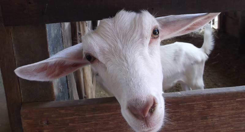 Cabras - cabeças que voam, cabeças que rolam - teatro João Caetano