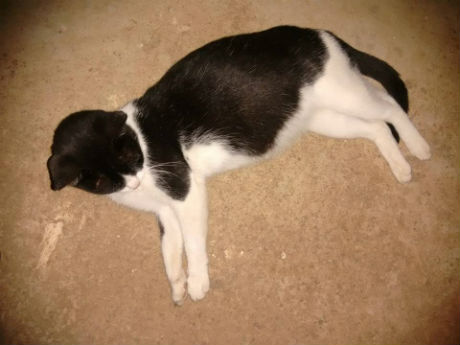 Cães e gatos podem ser castrados de graça na rede municipal