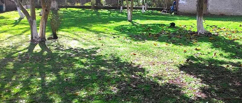 Convite para mutirão na praça do Povo Húngaro na Vila Mariana