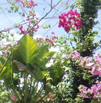 Turismo Sesc - Parque das Neblinas em Mogi das Cruzes