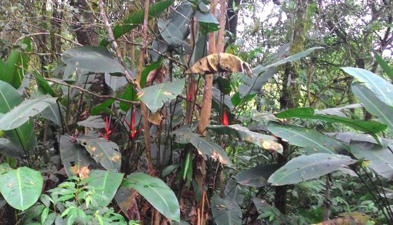 Mata Atlântica, Cambuci em Saberes e Sabores na Umapaz