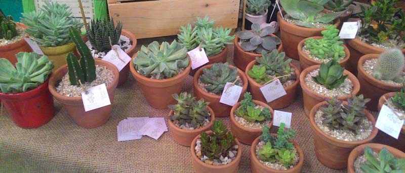 Jardins e minhocário nas oficinas gratuitas na Escola de Jardinagem