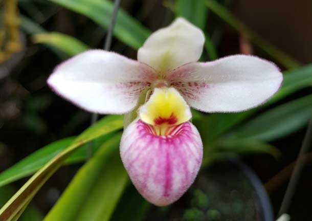 Curso gratuito de Plantas Ornamentais: Orquídeas Sapatinhos na Umapaz