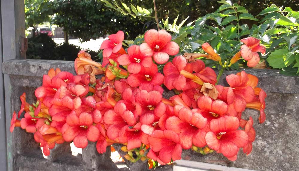 Jardinagem e vivencia sensorial em janeiro de 2018 na Umapaz