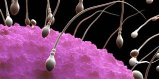 Unifesp busca voluntários para pesquisa sobre Fertilidade Masculina