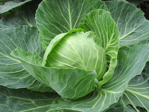Unifesp busca Voluntários com Câncer para Estudo sobre Probióticos