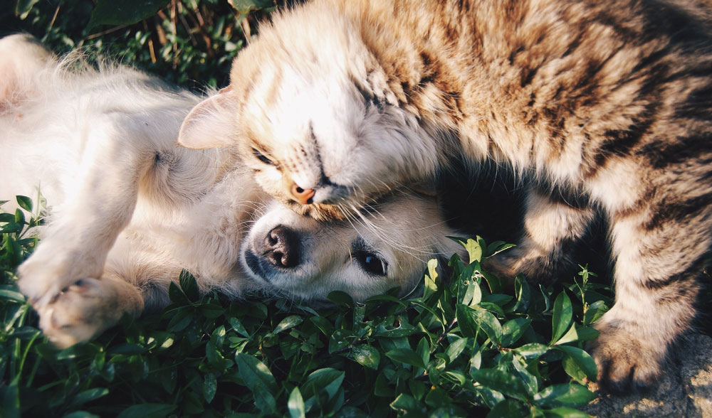 Curso de Terapia Assistida por Animais na Umapaz