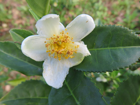 Palestras sobre Plantas Medicinais na Umapaz