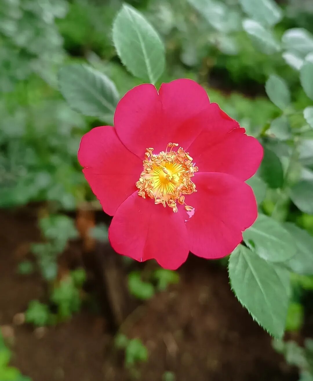 Casa das Rosas faz visita guiada pelo jardim para contar a história da rosa neste sábado, de graça